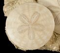 Beautiful Pair Of Fossil Sand Dollars - France #17227-1